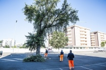 La seconda quercia secolare tagliata ieri mattina (foto G. Tassi)